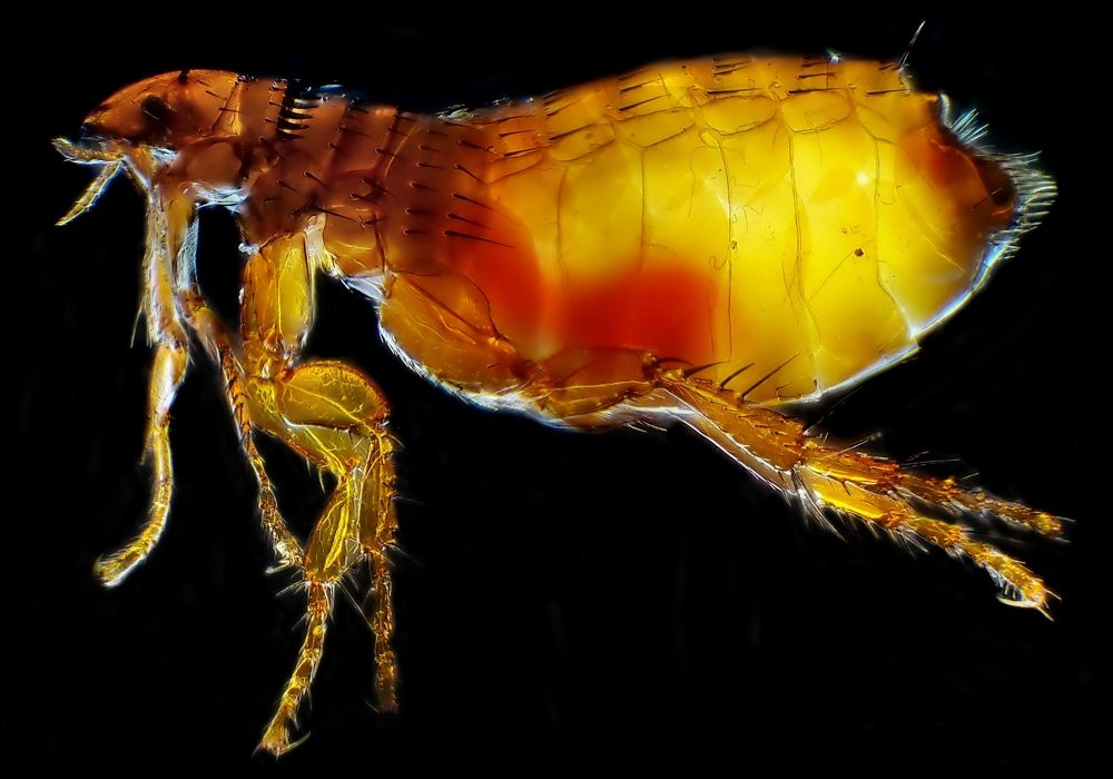 The cat flea