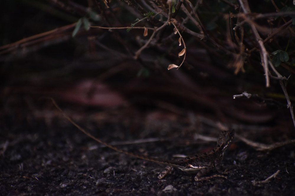 Hiding in plain sight