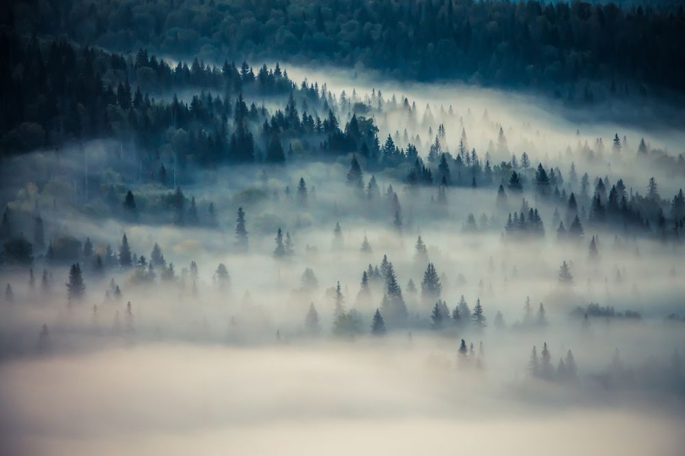 Утренний туман