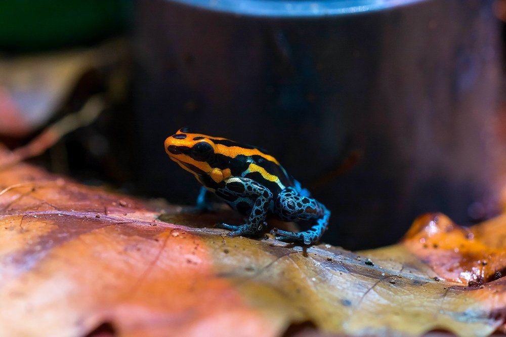 Ranitomeya amazonica Iquitos red