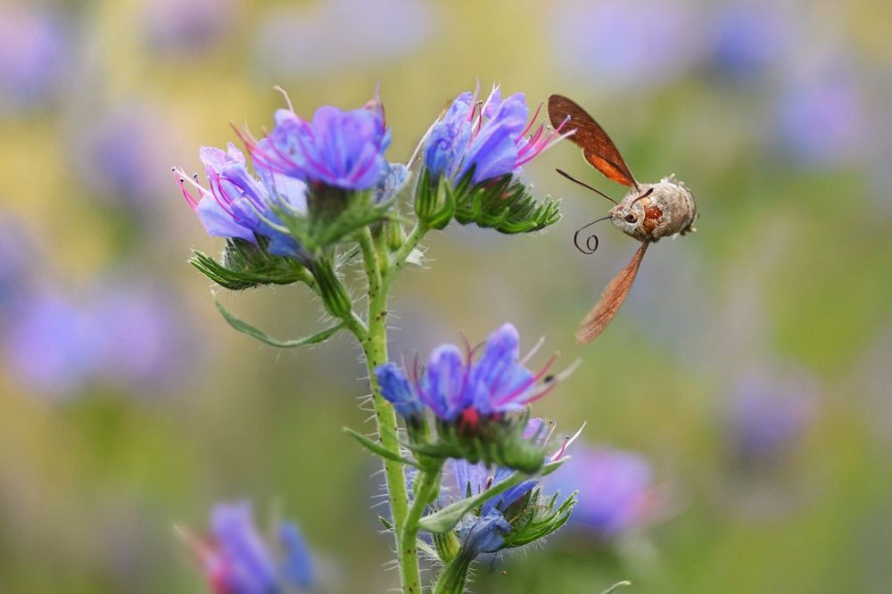 Fly between the flowers