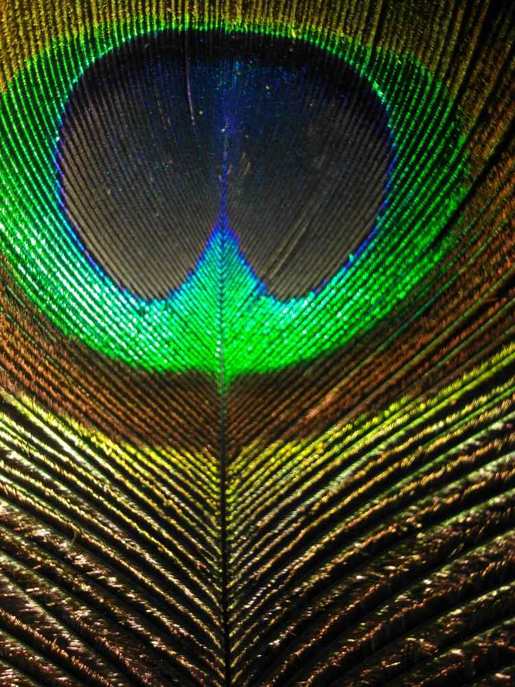 Abstract pic of a feather!!
