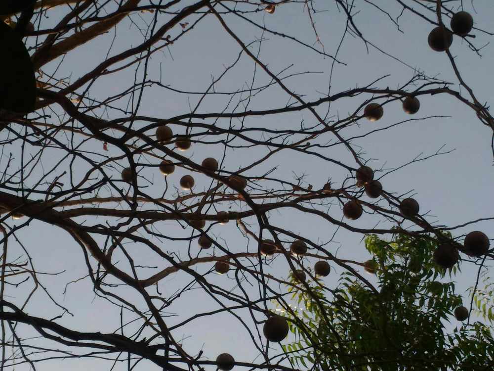 An abstract pic of bell tree.!!