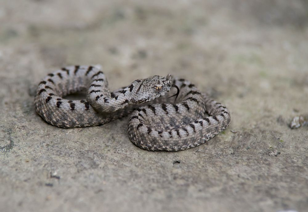 Vipera transcaucasiana