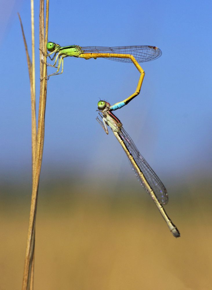 Damselflies in Tandem