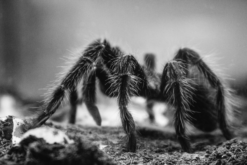 Tarantula