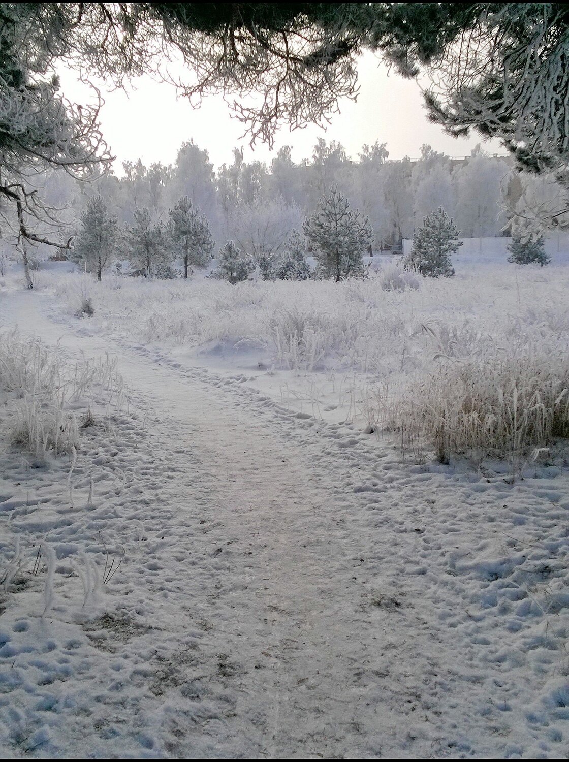 зимняя тропа