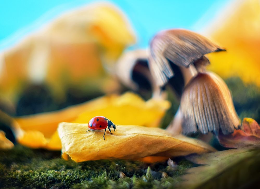 Photograph by Никанорова Ольга