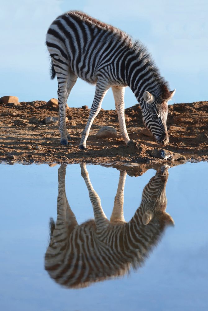 Mirrored Curiosity