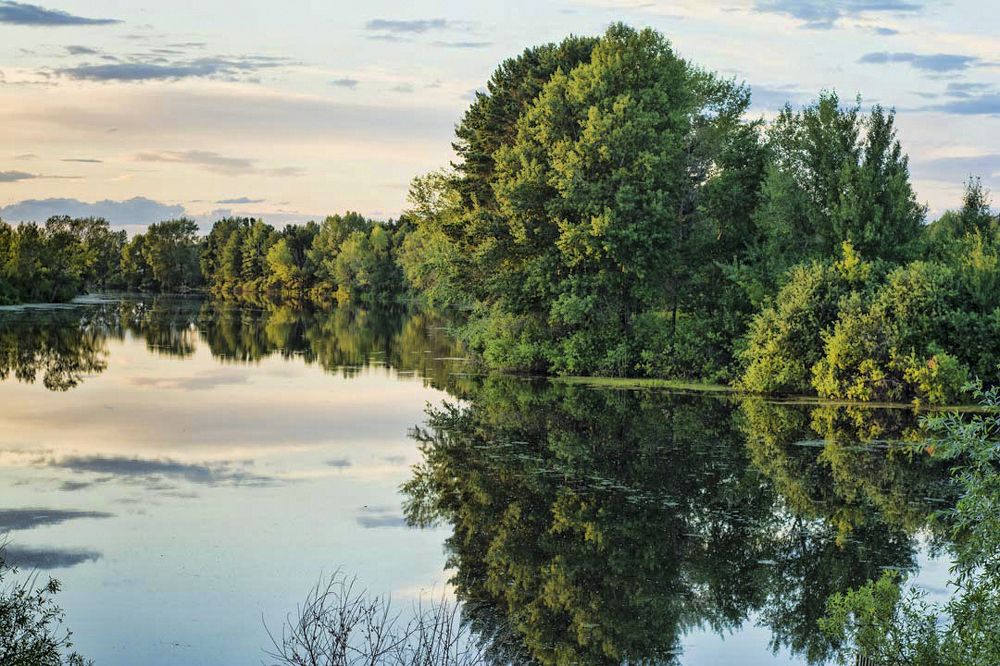 evening in the forest