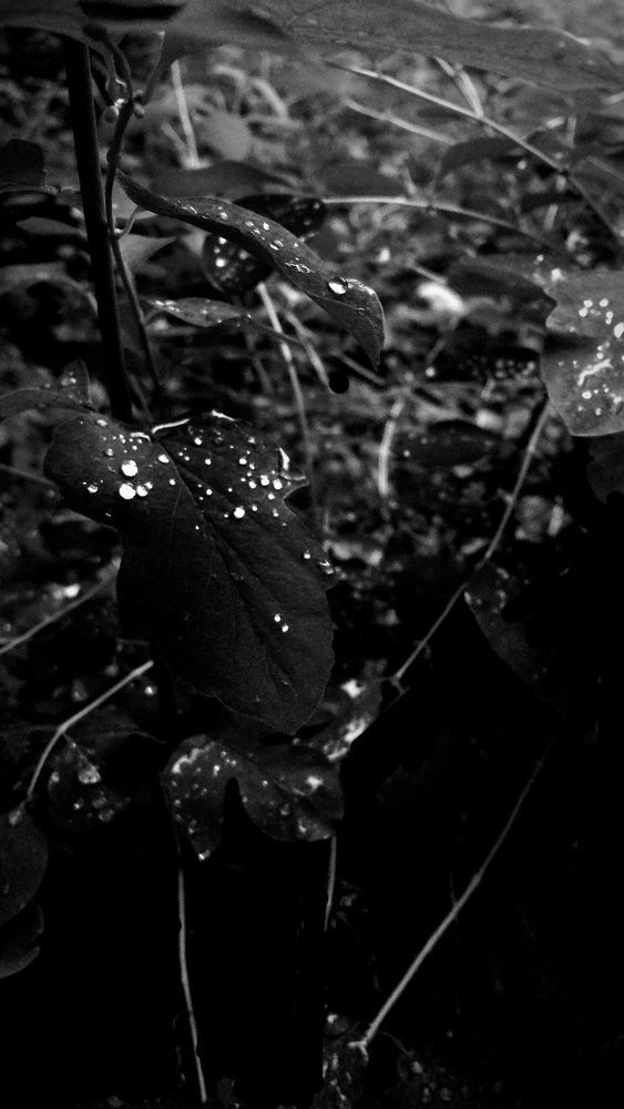 10 капель дождя