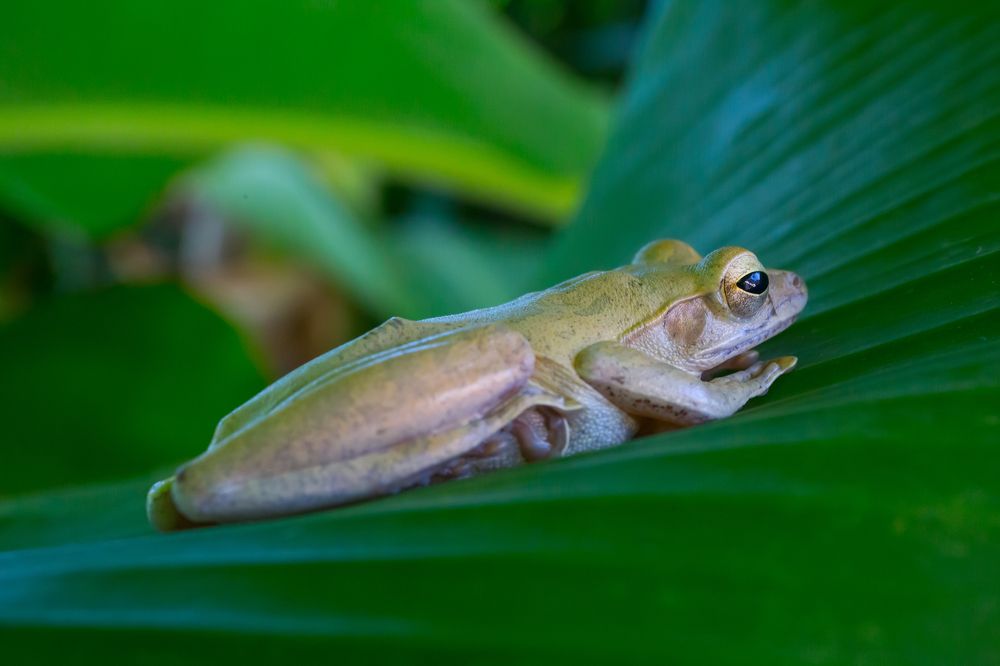 Frog on a banana palm tree