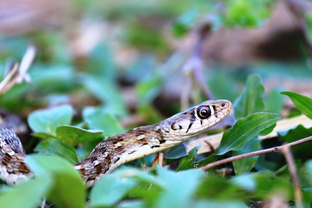 ID: Am I Dangerous Closeup