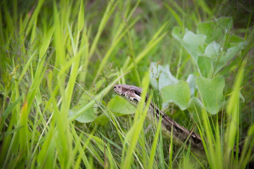 Спокойный удав