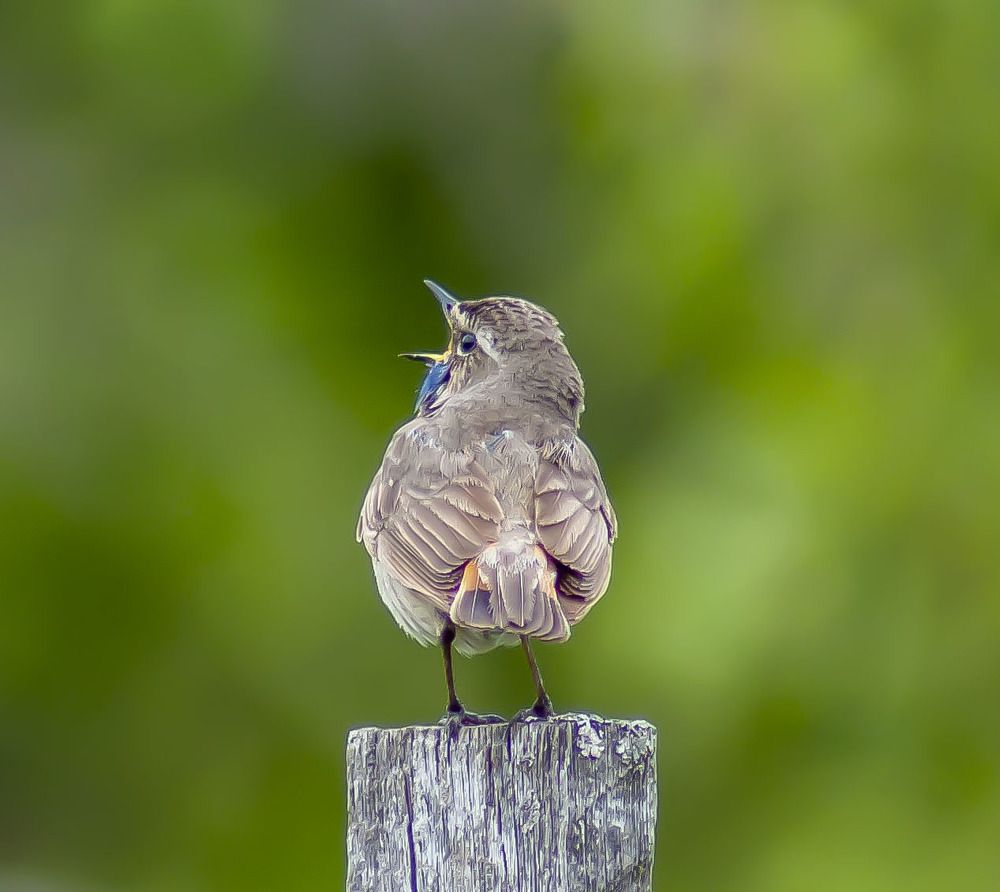 «Ла Ска́ла»