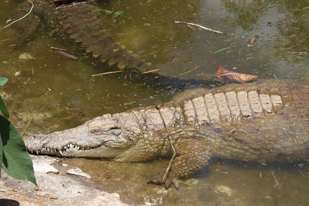 Crocodile Pose