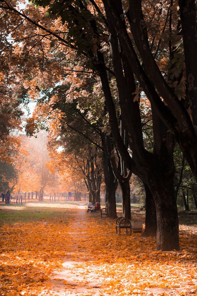Осень в парке