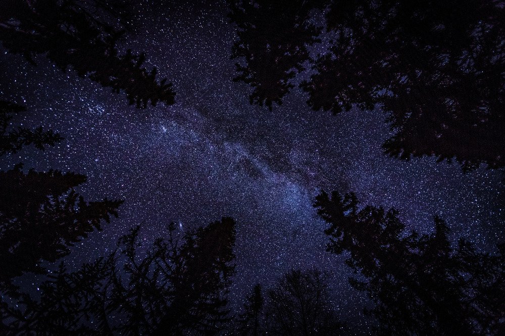 В темно синем лесу