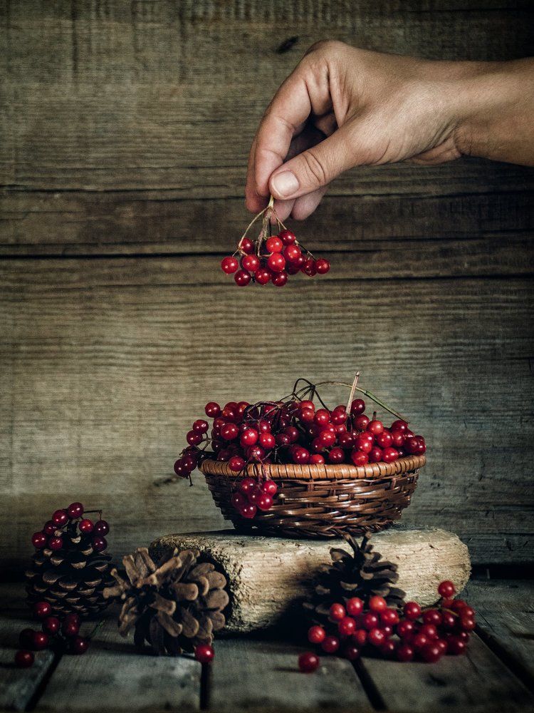 калина красная