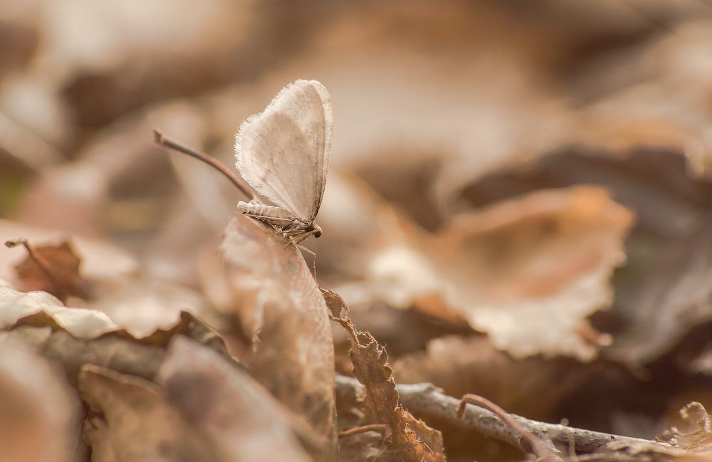 Лесной гость