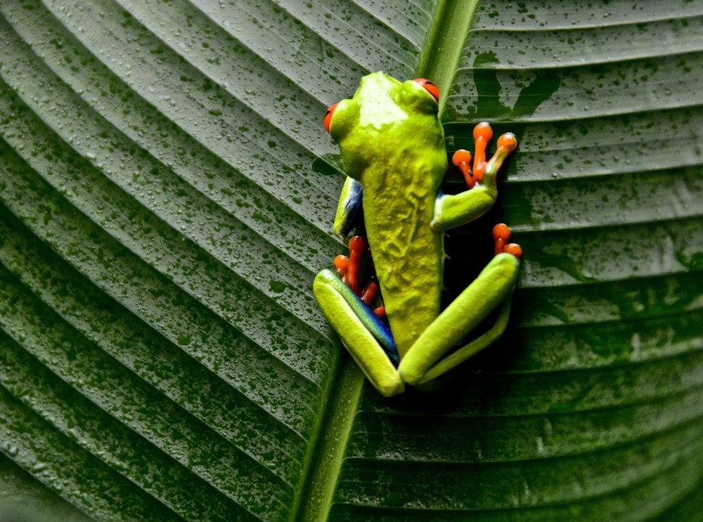 Red Eyed Tree Frog