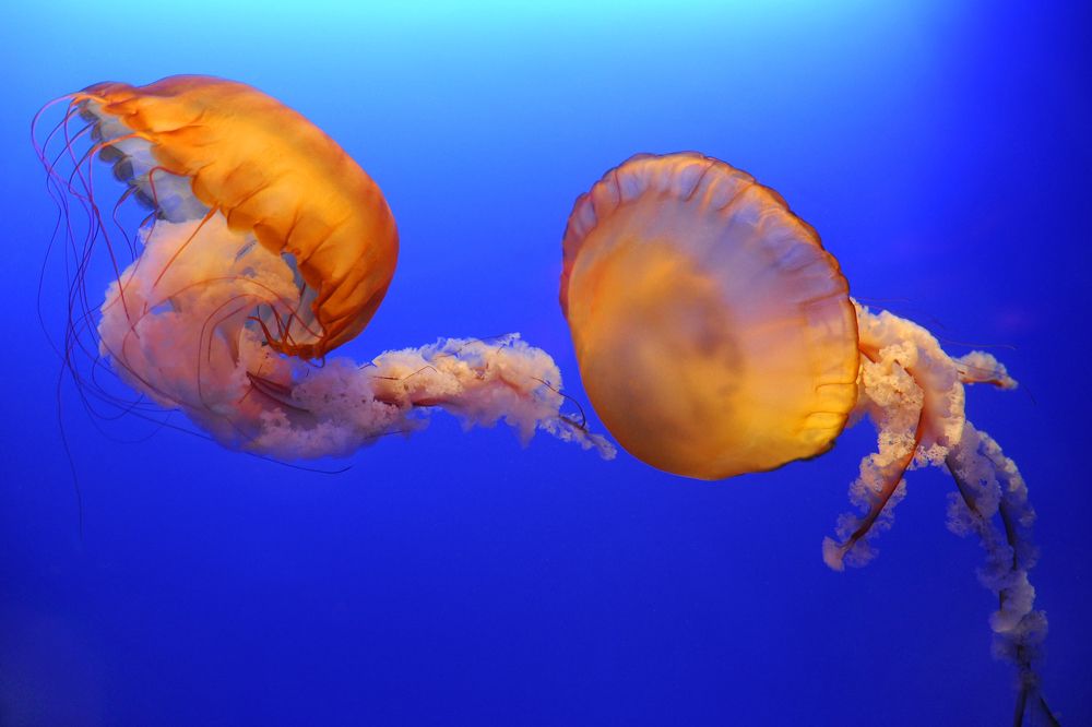 May I ... dance with you