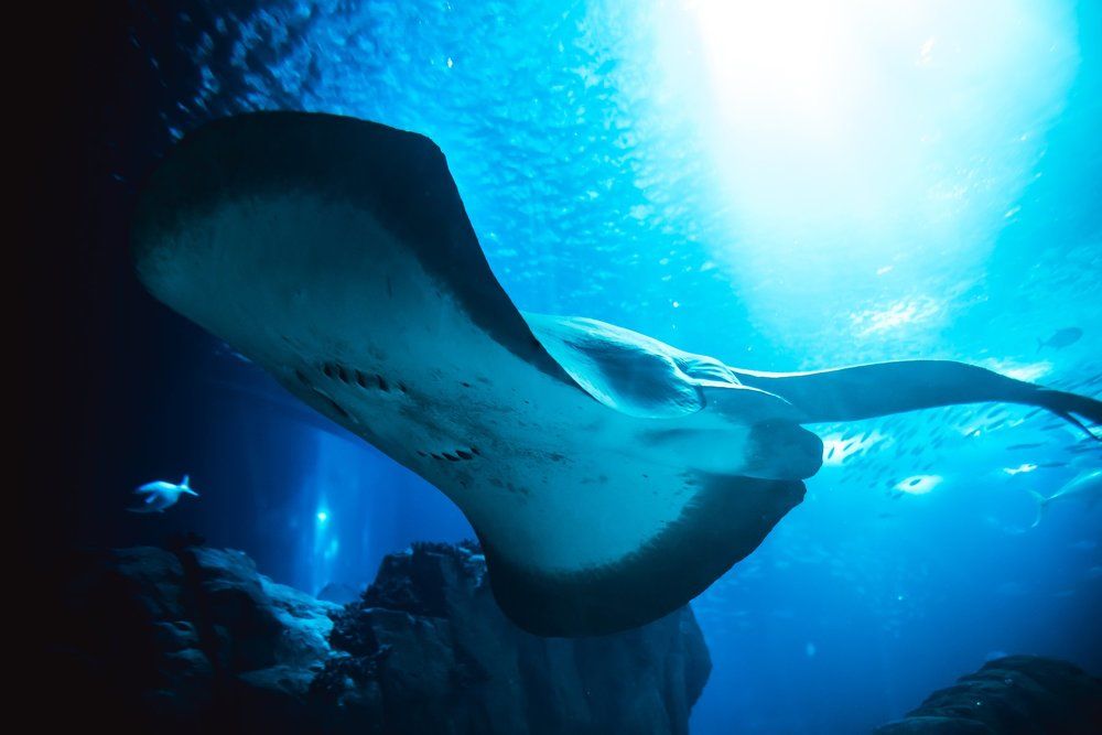 Photograph by Polishchuk Yuliia