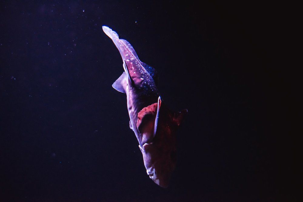 Photograph by Polishchuk Yuliia