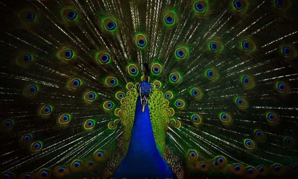 "PAVO REAL"
