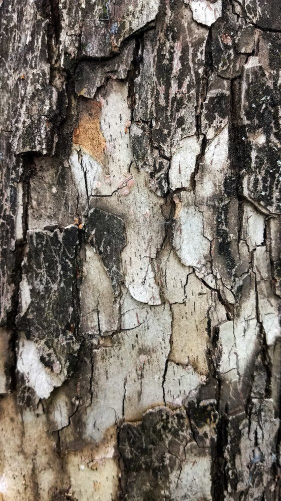 Bark