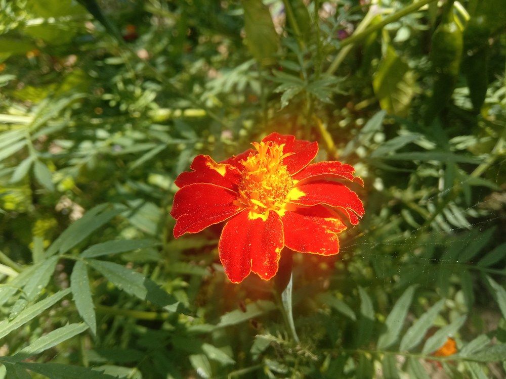 Flower