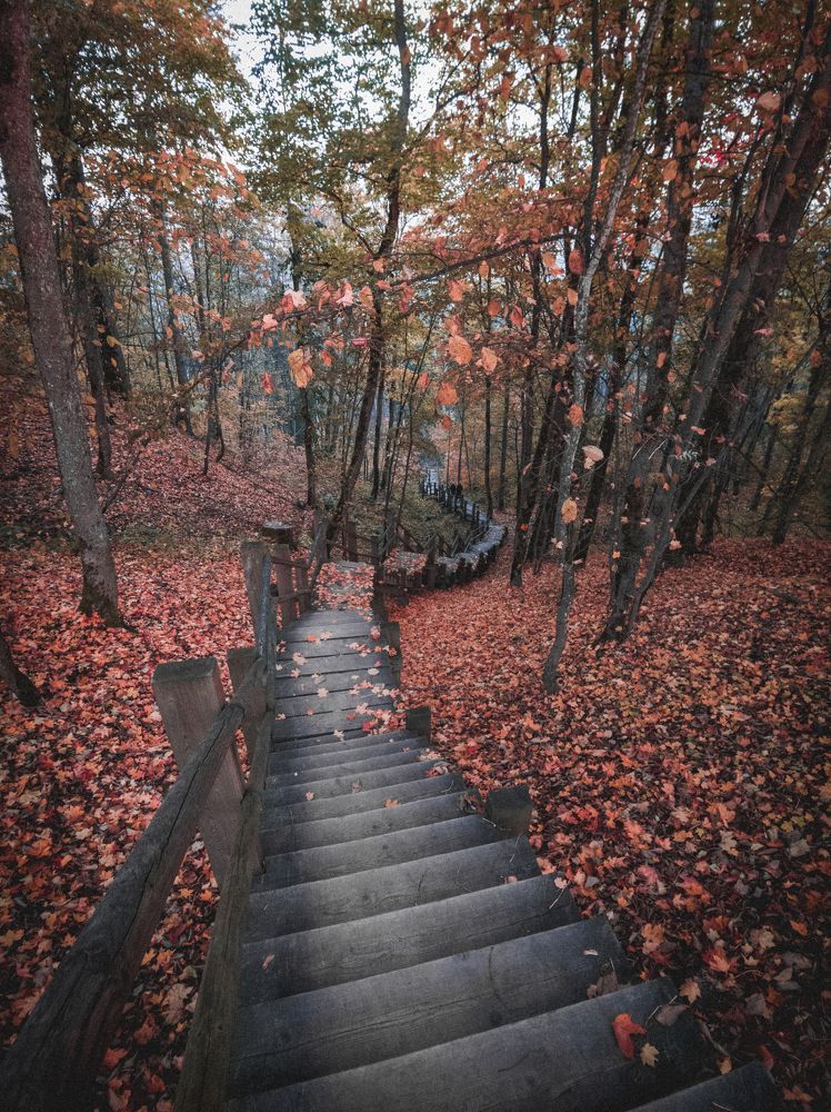 Сквозь красный лес