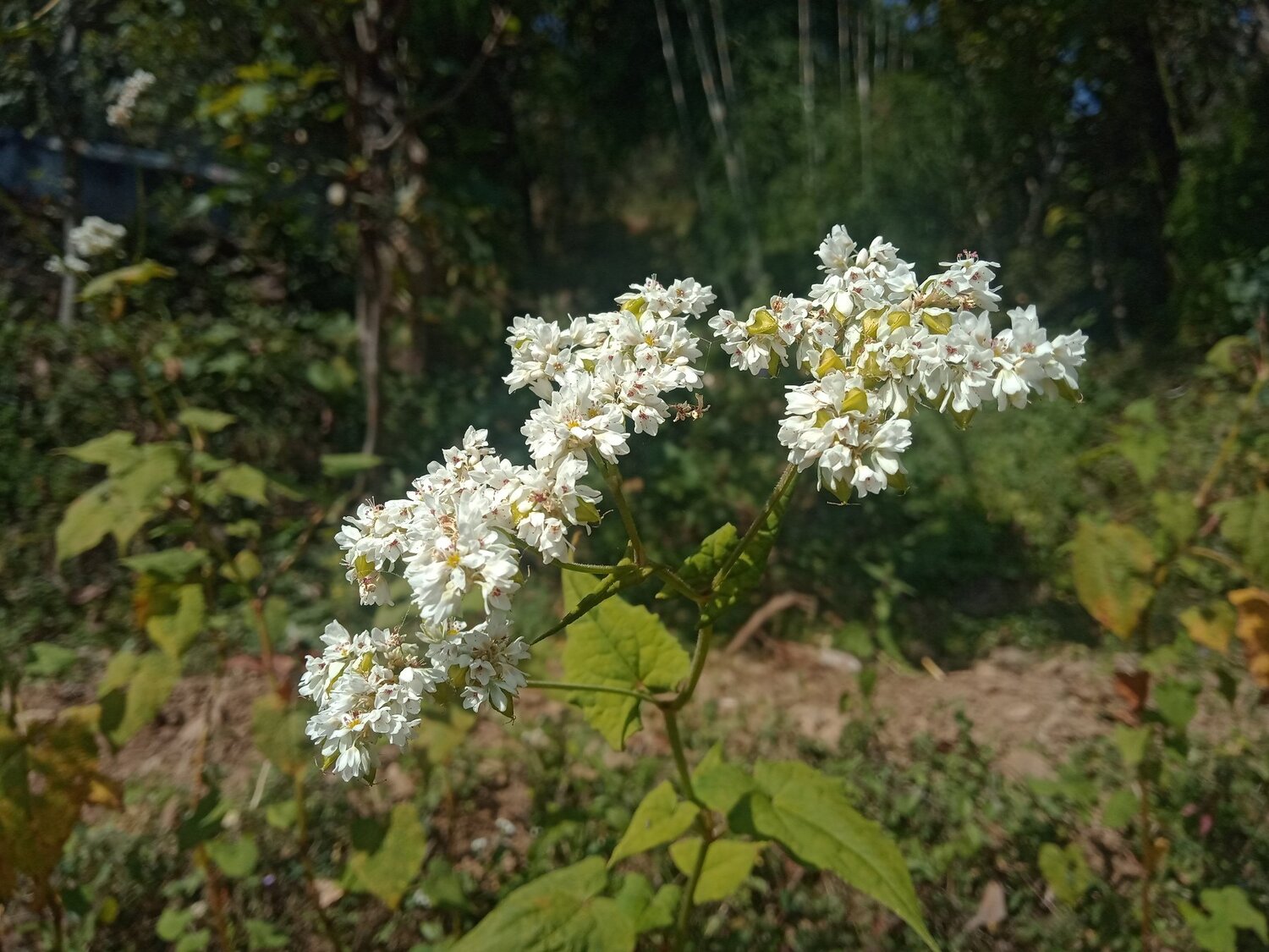 Flower