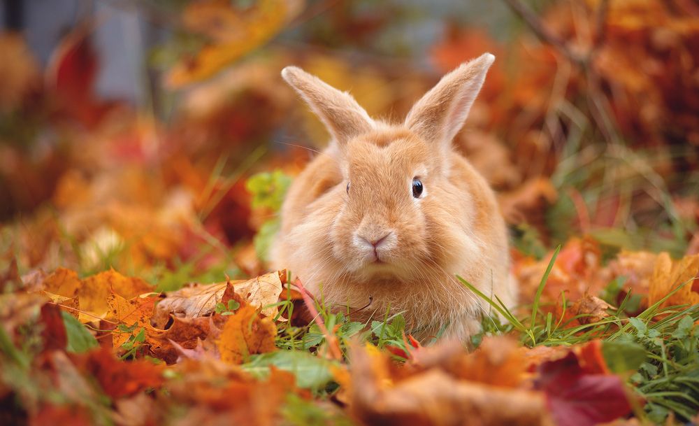 Осенний кролик