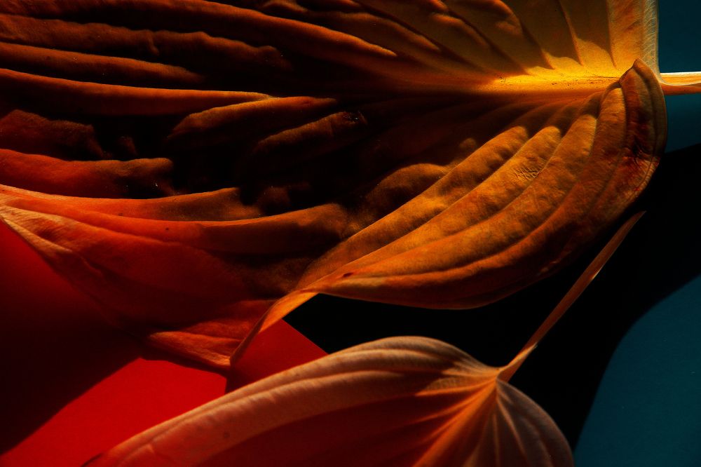 Photograph by Станислав Ситников