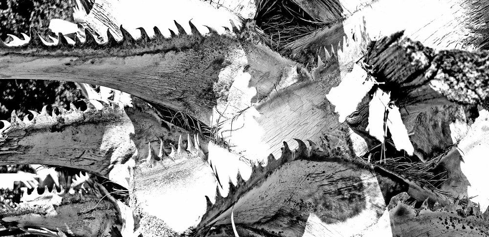 Crocodile's teeth