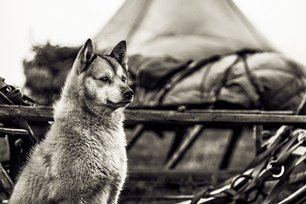 Оленегонная лайка наблюдает за стадом