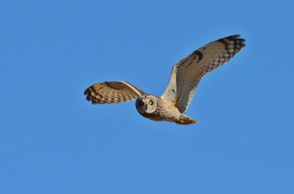 болотная сова