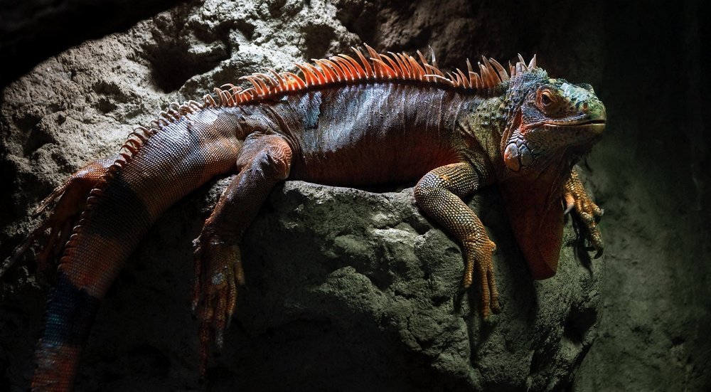 Photograph by Светлана Сушкевич