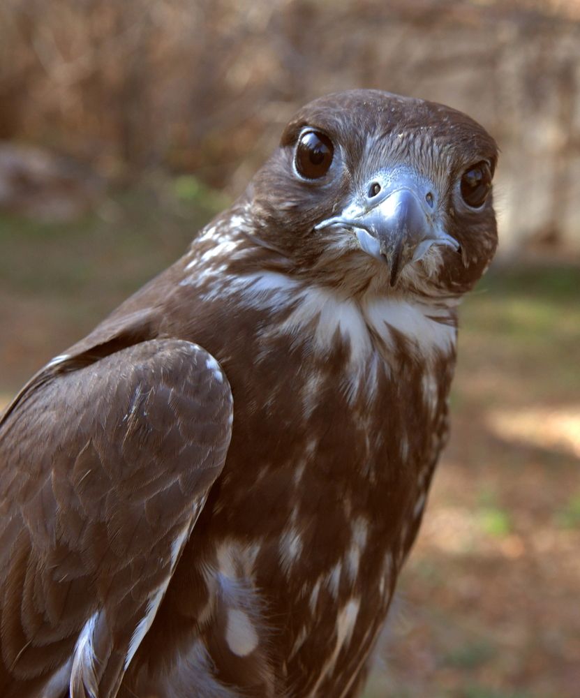 Самый быстрый