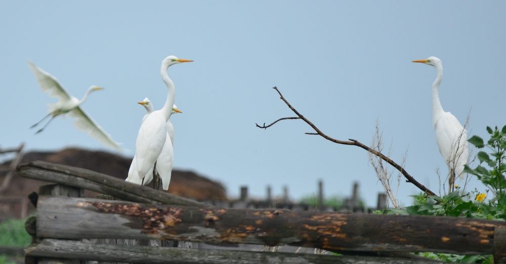 Цапли после дождя