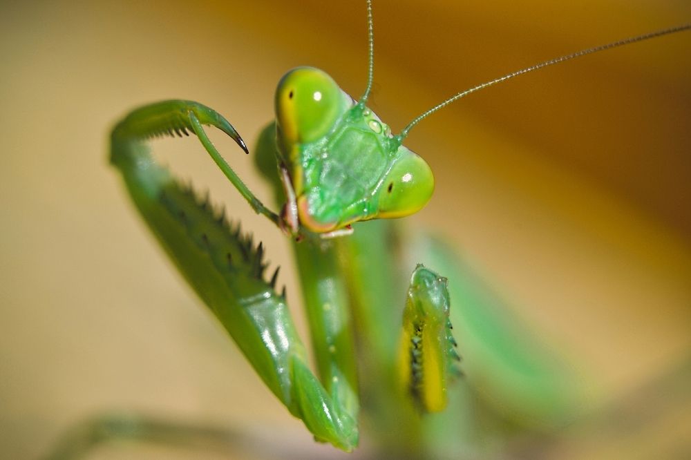 Красивый и опасный