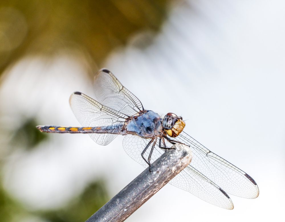Dragon fly