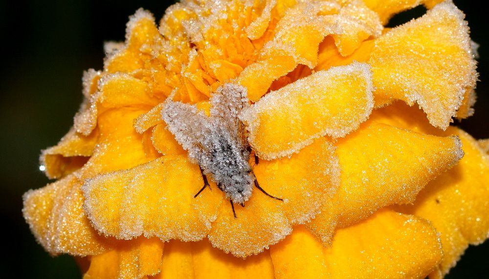 Снежная королева...