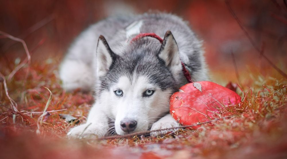 Фотография автора Мария Яропольская