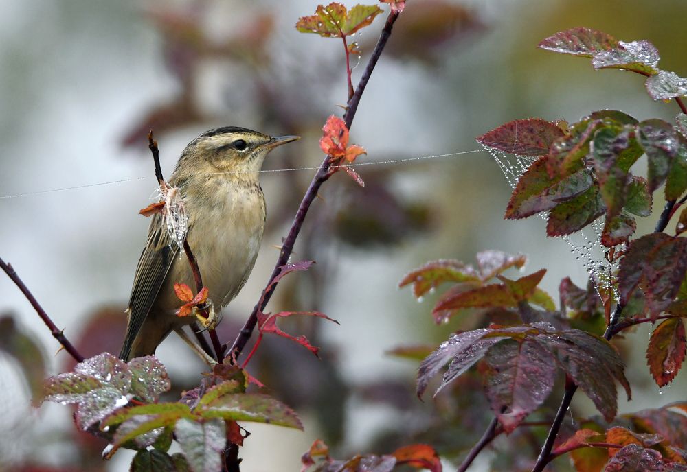 Камышевка - барсучок