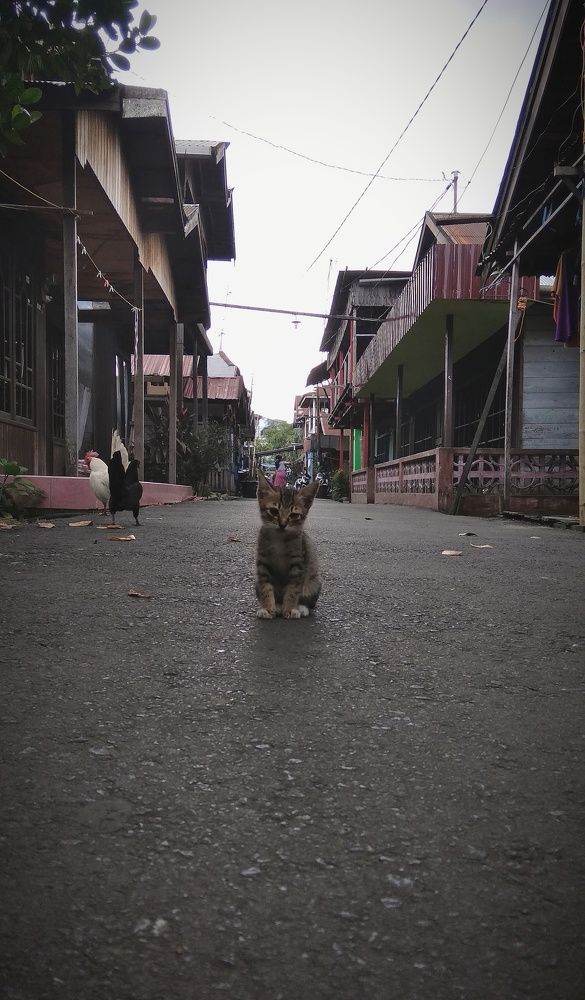 Gangster cat