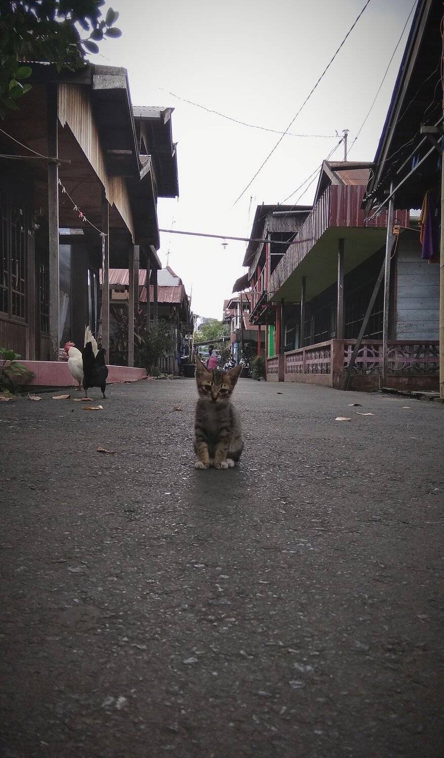 Gangster cat
