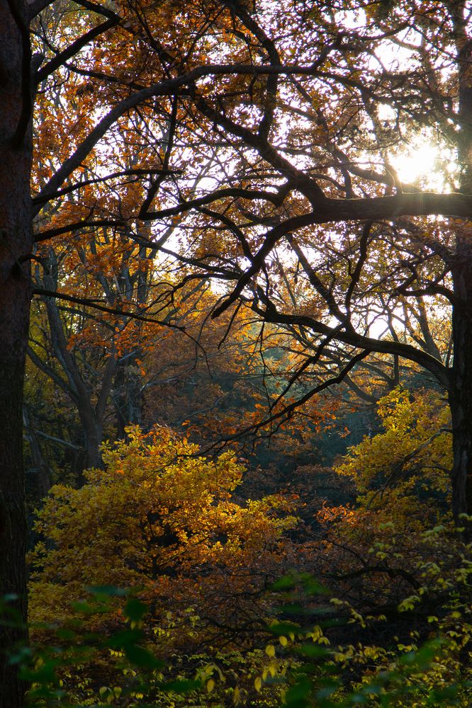 Осенние контрасты