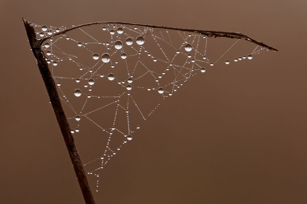 Осенние капельки на паутинкаке